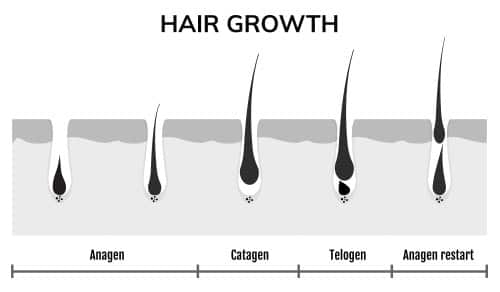 Hair growth cycles image